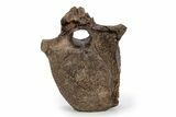 Hadrosaur (Edmontosaurus) Anterior Caudal Vertebra - Wyoming #356944-1
